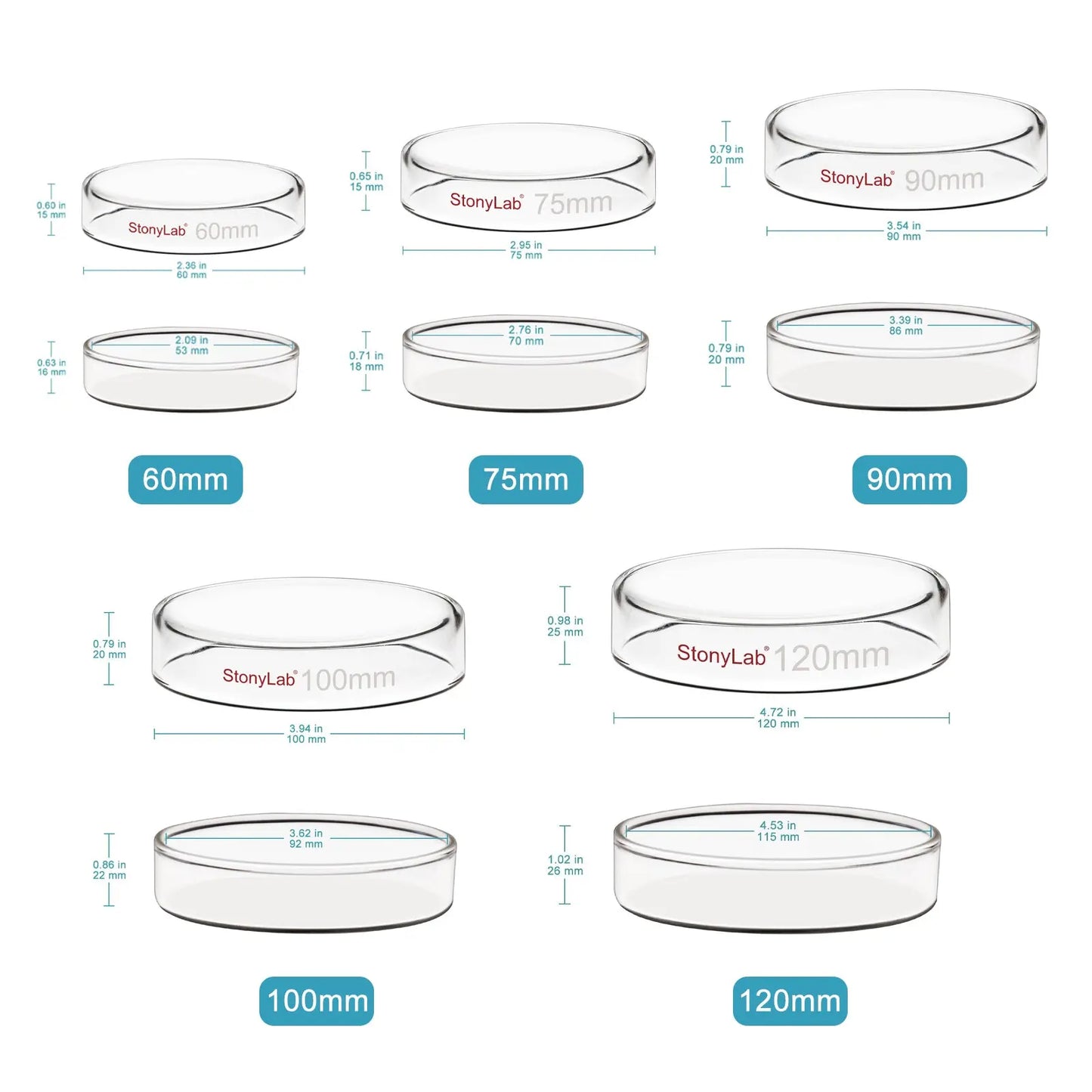 Glass Petri Dishes with Clear Lid, 60 - 120 mm Dish-Petri